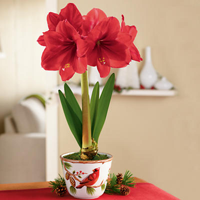 Red Lion Amaryllis Red Lion Amaryllis